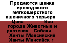 Продаются щенки ирландского мягкошерстного пшеничного терьера › Цена ­ 30 000 - Все города Животные и растения » Собаки   . Ханты-Мансийский,Ханты-Мансийск г.